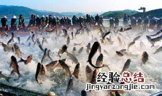 冬天用撒网撒鱼好抓吗 冬天撒网抓鱼要放多深
