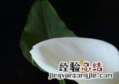 花开的最好看的植物 花开的最好看的植物是什么