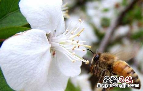 蜂胶哪个牌子好 酒制蜂胶哪个牌子好