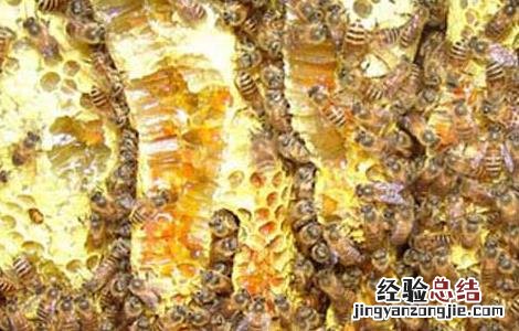 蜂胶哪个牌子好 酒制蜂胶哪个牌子好