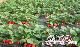 什么果树跟草莓一样会分株 什么果树跟草莓一样会分株成活