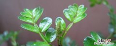 青香木驱蚊吗 青木香能驱蚊吗