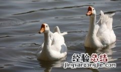咸鹅的功效与作用 咸鹅的功效与作用有哪些