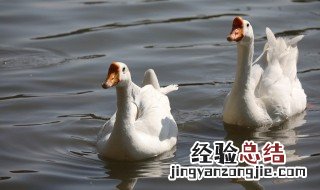咸鹅的功效与作用 咸鹅的功效与作用有哪些