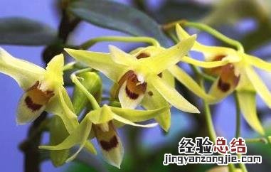 石斛和石斛花能一起泡水吗 石斛花与什么一起泡水比较好