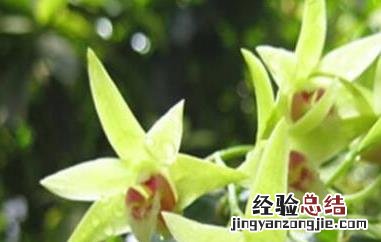 石斛和石斛花能一起泡水吗 石斛花与什么一起泡水比较好