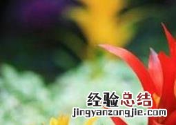 五彩红星的栽培方法和注意事项 五彩红星的栽培方法和注意事项视频