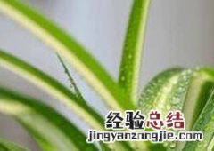 金心吊兰的功效与作用及禁忌 金心吊兰的功效与作用
