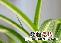 金心吊兰的功效与作用及禁忌 金心吊兰的功效与作用
