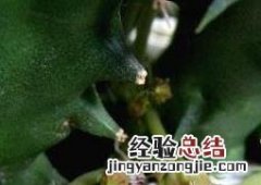 龙角花的功效与作用 龙角花的功效与作用及禁忌