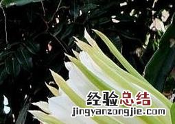 龙角花的功效与作用 龙角花的功效与作用及禁忌
