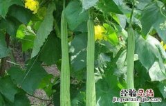 丝瓜水的功效与作用 丝瓜水的功效与作用敷脸