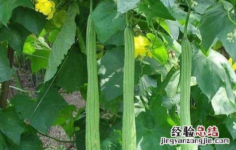 丝瓜水的功效与作用 丝瓜水的功效与作用敷脸