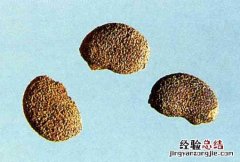 补骨脂的作用和功效 补骨脂