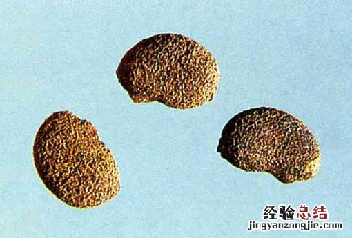 补骨脂的作用和功效 补骨脂
