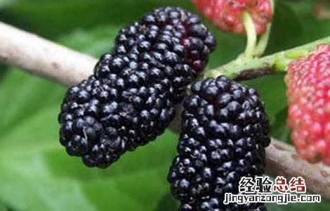 桑葚的营养价值 桑葚的营养价值及功效与作用