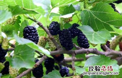 桑葚的营养价值 桑葚的营养价值及功效与作用