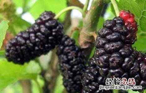 桑葚的营养价值 桑葚的营养价值及功效与作用