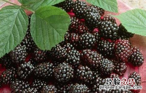 桑葚的营养价值 桑葚的营养价值及功效与作用