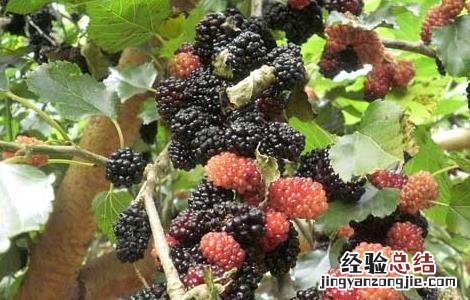 桑葚的营养价值 桑葚的营养价值及功效与作用