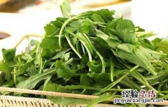 荠菜的营养价值 芥菜的营养价值和功效作用