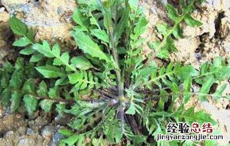 荠菜的功效与作用荠菜图片 荠菜的功效与作用