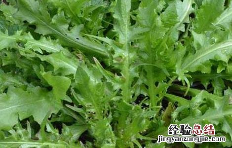 荠菜的功效与作用荠菜图片 荠菜的功效与作用