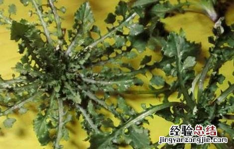荠菜的功效与作用荠菜图片 荠菜的功效与作用
