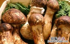 松茸的功效与作用及禁忌 松茸的功效与作用