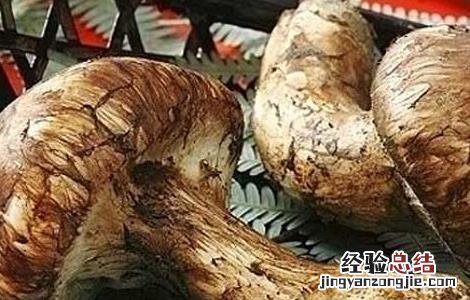 松茸的功效与作用及禁忌 松茸的功效与作用