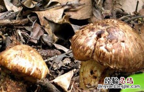 松茸的功效与作用及禁忌 松茸的功效与作用