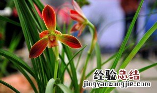 大将军兰花好养吗 大将军兰花好养吗耐寒吗?