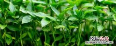 种植辣椒用什么肥料最好 请问辣椒适合什么土壤肥料