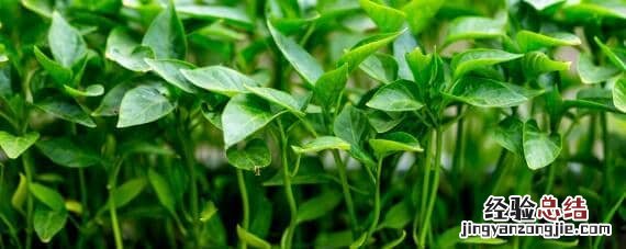 种植辣椒用什么肥料最好 请问辣椒适合什么土壤肥料