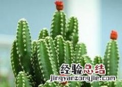 万重山能吃吗? 万重山有什么功效和用途