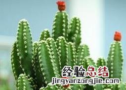 万重山能吃吗? 万重山有什么功效和用途