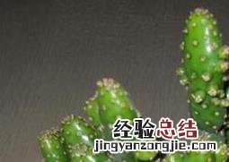万重山能吃吗? 万重山有什么功效和用途