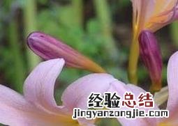 鹿葱花根的功效与作用 鹿葱花的药用价值与功效作用
