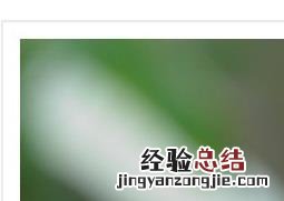 鹿葱花根的功效与作用 鹿葱花的药用价值与功效作用
