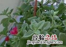 口红吊兰的药用价值与功效与作用 口红吊兰的药用价值与功效