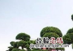 罗汉松有营养价值吗视频 罗汉松有营养价值吗