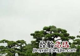 罗汉松有营养价值吗视频 罗汉松有营养价值吗