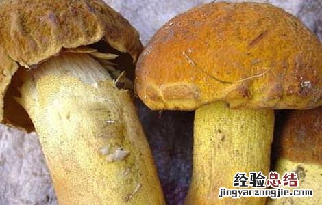 牛肝菌的营养价值高吗 牛肝菌的营养价值
