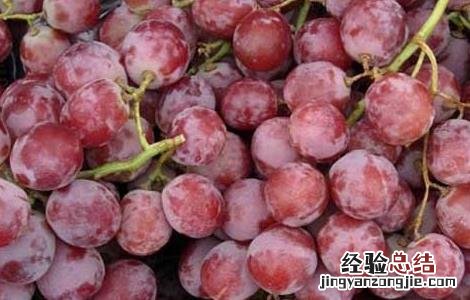 提子能做葡萄酒吗提提子酒 提子能做葡萄酒吗