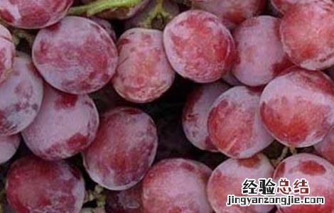 提子能做葡萄酒吗提提子酒 提子能做葡萄酒吗