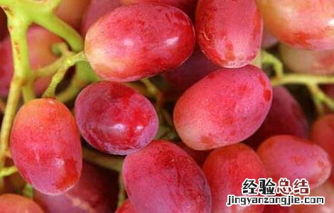 提子能做葡萄酒吗提提子酒 提子能做葡萄酒吗