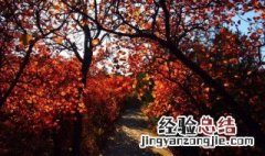 生桩最快生根办法 黄栌下山桩没根会活吗