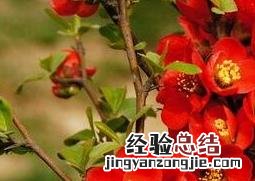 帖梗海棠的功效和药用价值 贴梗海棠的入药部位