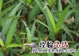 翠芦莉的功效与作用 翠如莉的功效与作用