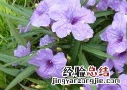 翠芦莉的功效与作用 翠如莉的功效与作用